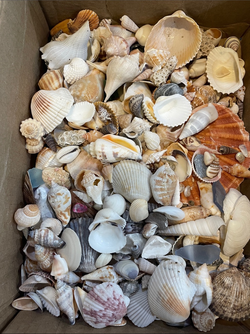Mixed Natural Seashell Assortment - White & Tan Coastal Collection